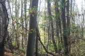 Forêt de Montgé